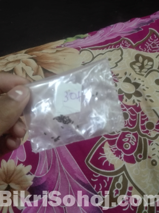 Lavender seeds (ল্যাভোন্ডার বীজ) গাছ প্রেমিরা ইনবক্স
